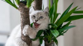 Desktop wallpaper. Cats. ID:139710