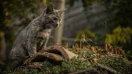 Desktop wallpaper. Cats. ID:139898