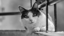 Desktop wallpaper. Cats. ID:139954
