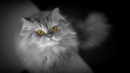 Desktop wallpaper. Cats. ID:148590