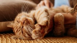Desktop wallpaper. Cats. ID:139984
