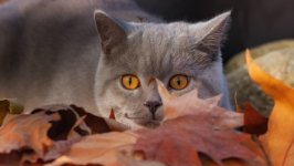 Desktop wallpaper. Cats. ID:140005