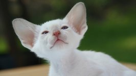 Desktop wallpaper. Cats. ID:140029