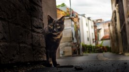 Desktop wallpaper. Cats. ID:140052