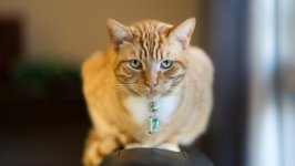 Desktop wallpaper. Cats. ID:140335