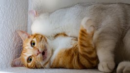 Desktop wallpaper. Cats. ID:148017