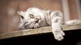 Desktop wallpaper. Cats. ID:140489