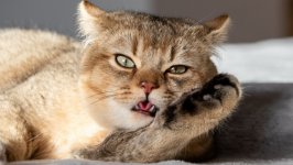 Desktop wallpaper. Cats. ID:146906