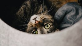 Desktop image. Cats. ID:146694