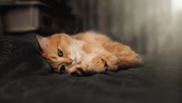 Desktop wallpaper. Cats. ID:140676
