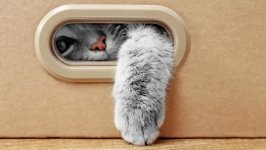 Desktop wallpaper. Cats. ID:140699