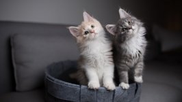 Desktop wallpaper. Cats. ID:140705