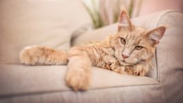Desktop image. Cats. ID:146693