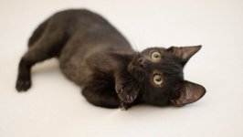 Desktop wallpaper. Cats. ID:140896