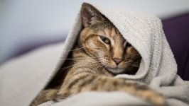 Desktop wallpaper. Cats. ID:141041