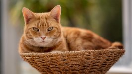 Desktop wallpaper. Cats. ID:141062