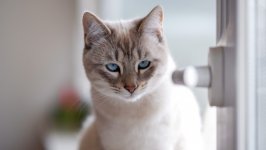 Desktop wallpaper. Cats. ID:141244