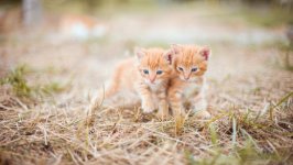Desktop wallpaper. Cats. ID:141289
