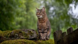 Desktop wallpaper. Cats. ID:141297