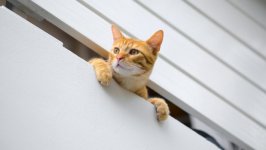 Desktop wallpaper. Cats. ID:141459