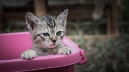 Desktop wallpaper. Cats. ID:141562