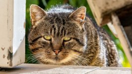 Desktop wallpaper. Cats. ID:141563