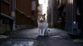 Desktop wallpaper. Cats. ID:141633