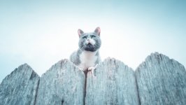 Desktop wallpaper. Cats. ID:141646