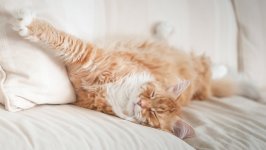 Desktop wallpaper. Cats. ID:141764