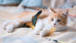 Desktop wallpaper. Cats. ID:141888