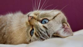 Desktop wallpaper. Cats. ID:141901