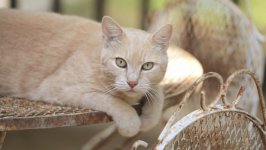 Desktop wallpaper. Cats. ID:141950