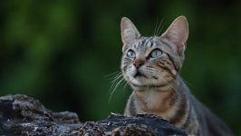 Desktop wallpaper. Cats. ID:141953