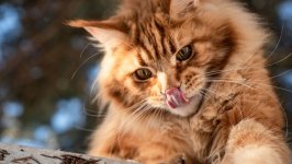 Desktop wallpaper. Cats. ID:141977