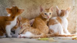 Desktop wallpaper. Cats. ID:142096