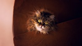 Desktop wallpaper. Cats. ID:142112