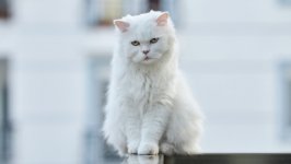 Desktop wallpaper. Cats. ID:142348