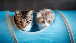 Desktop wallpaper. Cats. ID:142372