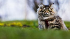 Desktop wallpaper. Cats. ID:142547