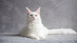 Desktop wallpaper. Cats. ID:142572