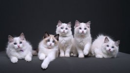 Desktop wallpaper. Cats. ID:142577