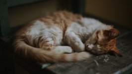 Desktop wallpaper. Cats. ID:142611