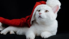 Desktop wallpaper. Cats. ID:142642