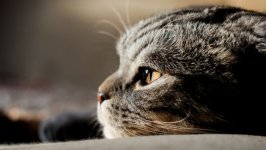 Desktop wallpaper. Cats. ID:142660