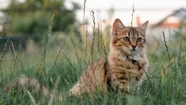 Desktop wallpaper. Cats. ID:142681