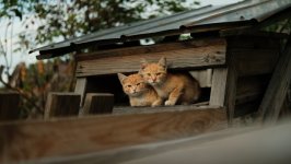 Desktop wallpaper. Cats. ID:142682