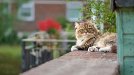 Desktop wallpaper. Cats. ID:142844