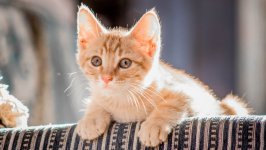 Desktop wallpaper. Cats. ID:142880