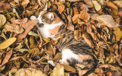 Desktop image. Cats. ID:145644