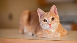 Desktop wallpaper. Cats. ID:143056